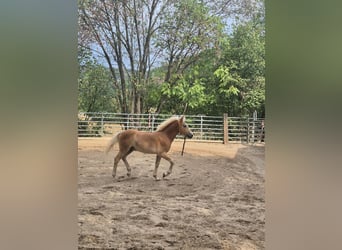 Haflinger, Semental, Potro (03/2026), 150 cm, Alazán