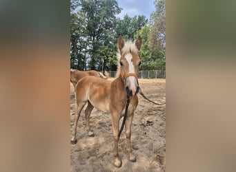 Haflinger, Semental, Potro (03/2026), 150 cm, Alazán