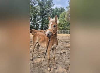 Haflinger, Semental, Potro (03/2026), 150 cm, Alazán
