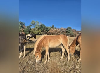 Haflinger, Semental, Potro (03/2026), 150 cm, Alazán