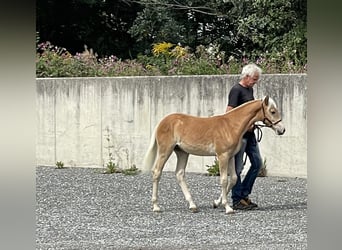 Haflinger, Semental, Potro (02/2023), 150 cm, Alazán