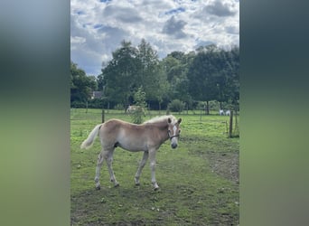 Haflinger, Semental, Potro (04/2023), 150 cm, Alazán