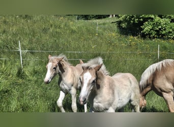 Haflinger, Semental, Potro (02/2026), 150 cm