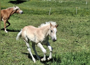 Haflinger, Semental, Potro (02/2026), 150 cm