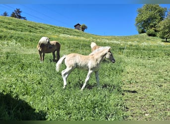 Haflinger, Semental, Potro (02/2026), 150 cm