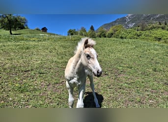 Haflinger, Semental, Potro (02/2026), 150 cm