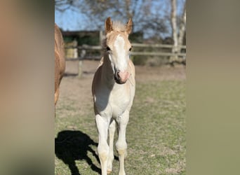 Haflinger, Semental, Potro (03/2026), 150 cm