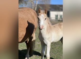 Haflinger, Semental, Potro (03/2026), 150 cm