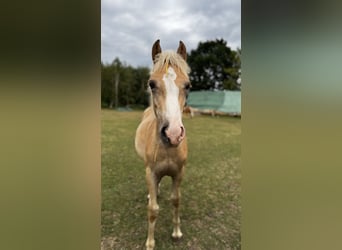 Haflinger, Semental, Potro (03/2026), 150 cm