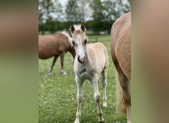 Haflinger, Semental, Potro (03/2026), 150 cm