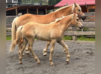 Haflinger, Semental, Potro (03/2026), 152 cm
