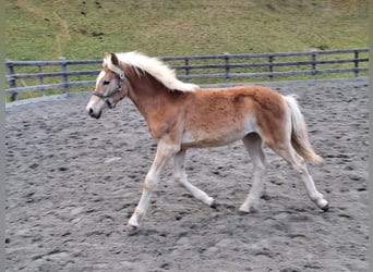 Haflinger, Semental, Potro (03/2026), 152 cm