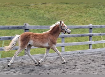 Haflinger, Semental, Potro (03/2026), 152 cm