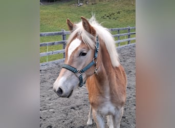 Haflinger, Semental, Potro (03/2026), 152 cm