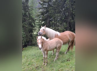 Haflinger, Semental, Potro (03/2026), 153 cm, Alazán