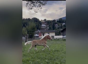 Haflinger, Semental, Potro (03/2026), 153 cm, Alazán
