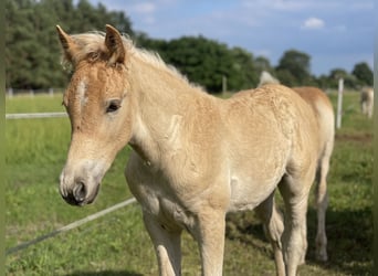 Haflinger, Semental, Potro (04/2024), 154 cm