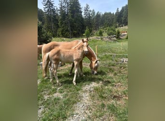 Haflinger, Semental, Potro (03/2026), 155 cm, Alazán