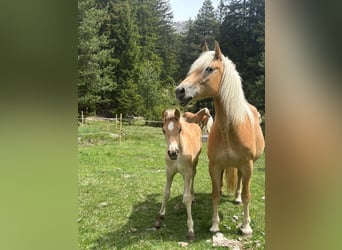 Haflinger, Semental, Potro (03/2026), 155 cm, Alazán