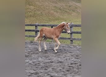 Haflinger, Semental, Potro (03/2026), 155 cm, Alazán