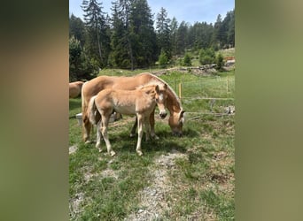 Haflinger, Semental, Potro (03/2026), 155 cm, Bayo