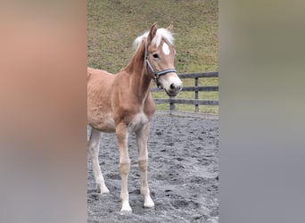 Haflinger, Semental, Potro (03/2026), 155 cm, Bayo