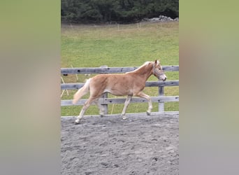Haflinger, Semental, Potro (03/2026), 155 cm, Bayo