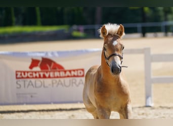 Haflinger, Semental, Potro (05/2025), Alazán