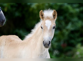 Haflinger, Semental, Potro (05/2026), Alazán