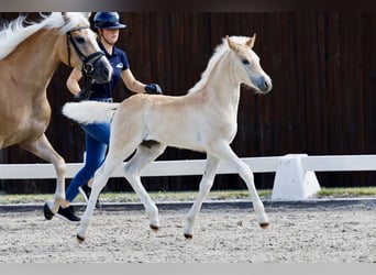 Haflinger, Semental, Potro (05/2026), Alazán