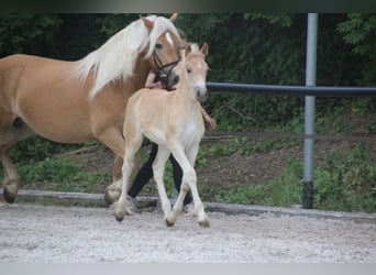 Haflinger, Semental, Potro (04/2026), Alazán
