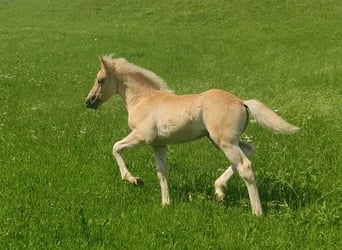 Haflinger, Semental, Potro (05/2023), Alazán