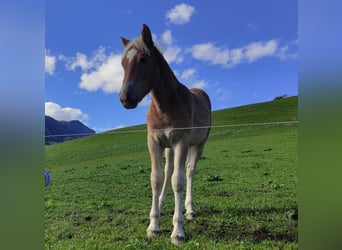 Haflinger, Semental, Potro (05/2023), Alazán