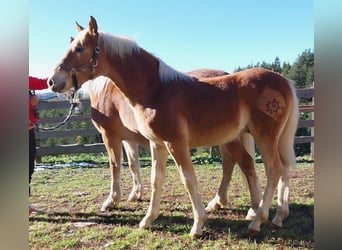 Haflinger, Semental, Potro (04/2023), Alazán