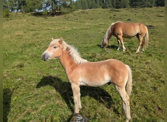 Haflinger, Semental, Potro (03/2026), Alazán