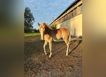 Haflinger, Semental, Potro (01/2026), Alazán