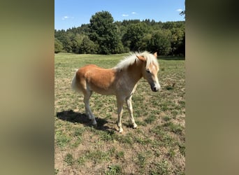 Haflinger, Semental, Potro (04/2026), Alazán