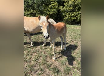 Haflinger, Semental, Potro (04/2026), Alazán