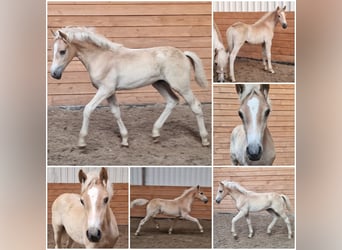 Haflinger, Semental, Potro (04/2026)