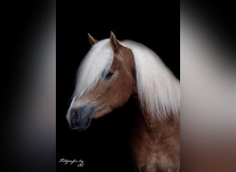 Haflinger, Semental, Potro (04/2026)