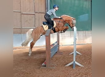 Haflinger, Semental, Potro (04/2026)