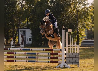 Haflinger, Semental, Potro (04/2026)