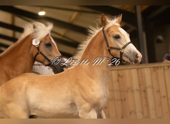Haflinger, Semental, Potro (04/2026)