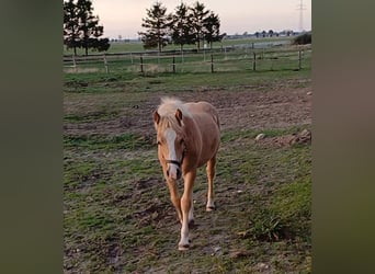 Haflinger, Semental, Potro (05/2025)