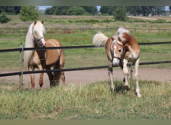 Haflinger, Semental, Potro (02/2026)