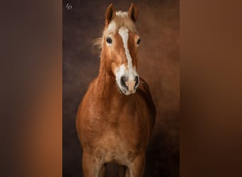 Haflinger, Stallion, 11 years, 15 hh