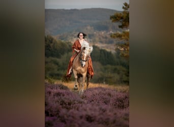 Haflinger, Stallion, 12 years, 14,2 hh, Chestnut-Red