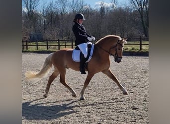 Haflinger, Stallion, 13 years, 15,2 hh, Chestnut-Red