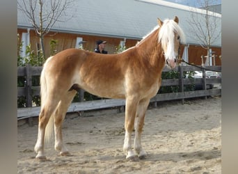 Haflinger, Stallion, 14 years, 14.3 hh, Chestnut-Red