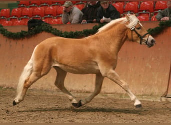 Haflinger, Stallion, 15 years, 14.2 hh, Chestnut-Red